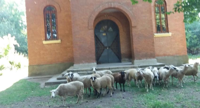 Църквата и овцете 