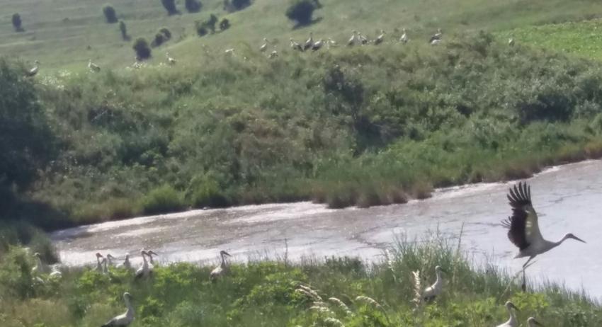 Ято щъркели край село Брестовене 