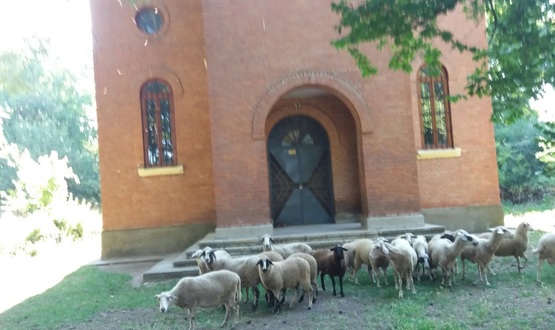 Църквата и овцете 