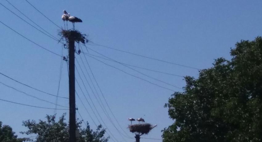 Ново щъркелово гнездо в село Липник 