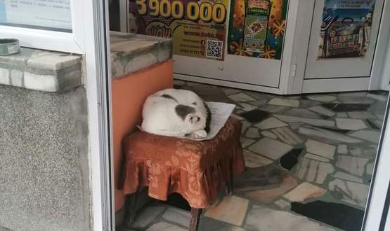 Котка пази джакпота в централния тото пункт на Разград 