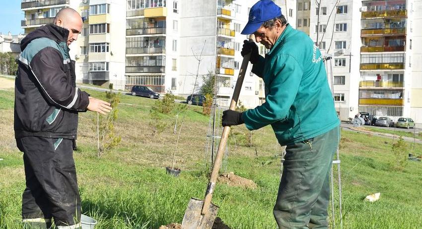 Започна повторното засаждане на 615 фиданки в жк „Орел“