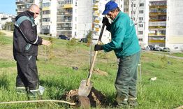 Започна повторното засаждане на 615 фиданки в жк „Орел“