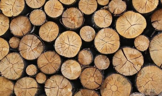 Незаконни дърва на три адреса установиха в Исперих 