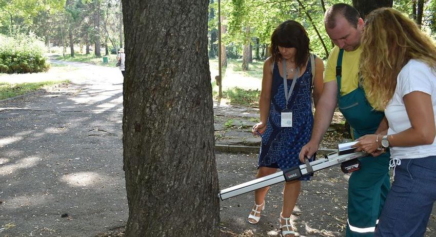 Обследват дърветата в парка и по-големите улици в Разград