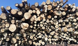 Хванаха 7 кубика незаконно добити дърва