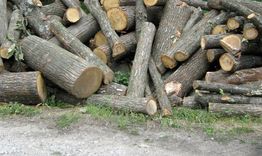 Дърва за 2000 лева изчезнаха от ДГС "Сеслав"