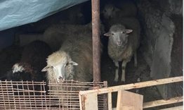 Откраднаха 5 овце от животновъден обект