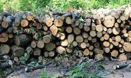 Три случая на незаконно добити дърва, установени при проверки на горските служители