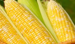 Откраднаха 400 кг царевица от земеделски блок 