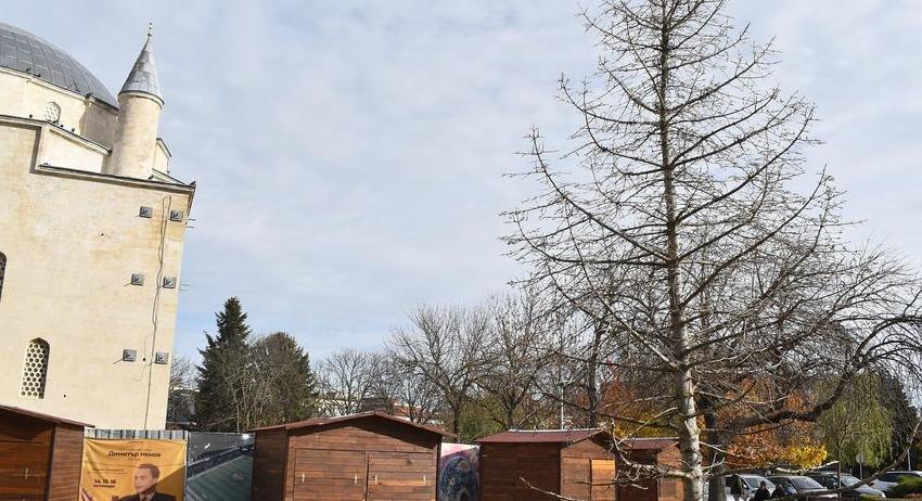 Коледното дърво зад паметника на Майстор Манол ще бъде премахнато и подменено с ново