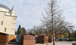 Коледното дърво зад паметника на Майстор Манол ще бъде премахнато и подменено с ново