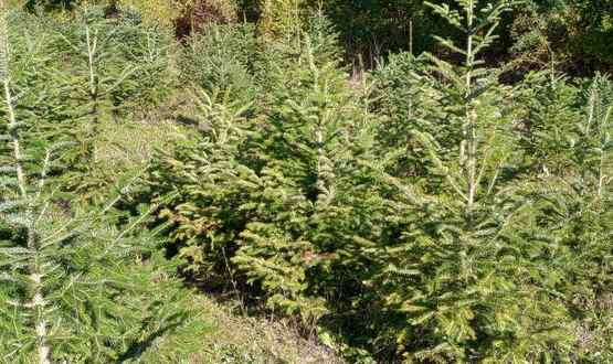 Северноцентралното държавно предприятие предлага 1295 коледни дръвчета