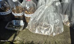 Още 305 килограма стотинки от Разград за кампанията „Аз вярвам и помагам“