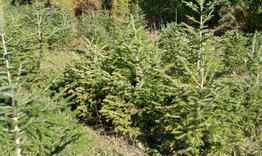 Северноцентралното държавно предприятие предлага 1295 коледни дръвчета