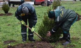 20 фиданки от коледната украса вече растат в различни зелени площи в Разград